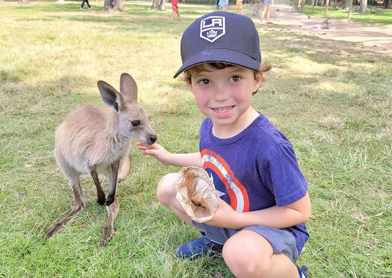 Feeding Kangaroos in Australia